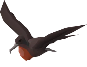 Frigatebird